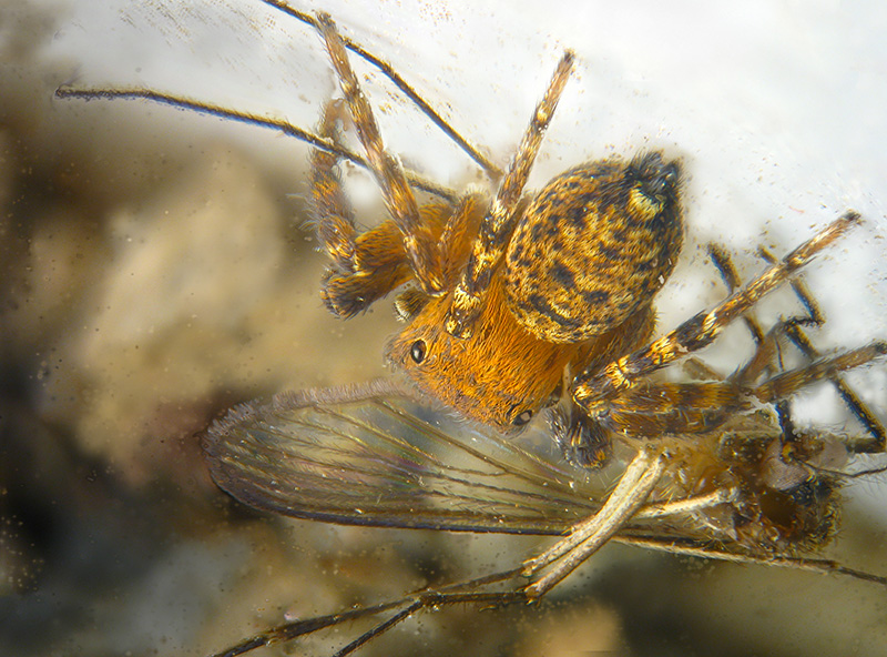 Salticide Ligure...:Cyrba algerina, maschio - Ceriale (SV)